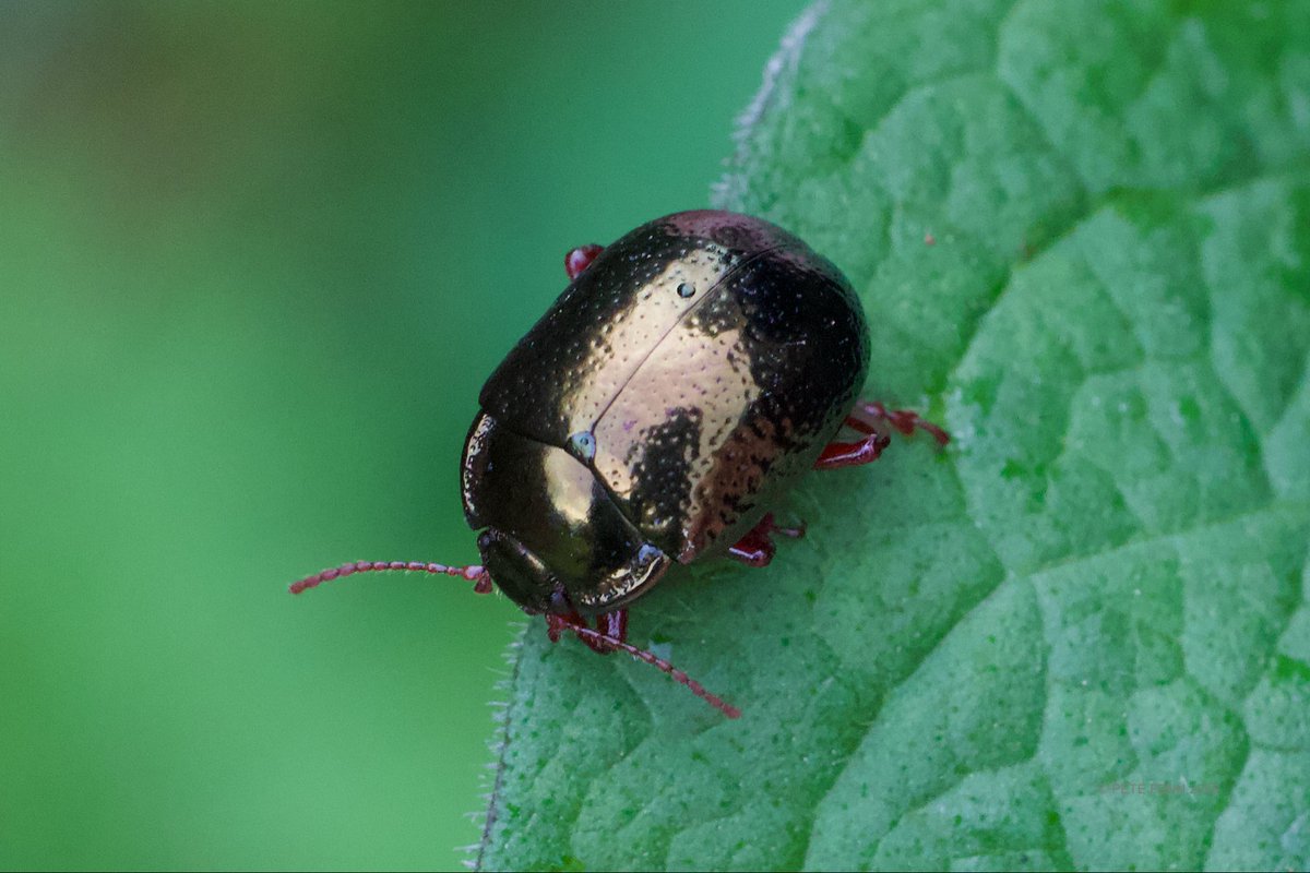 Morning folks! Here’s a shiny little beetle - Chrysolina banksii   (Seen last week in Cornwall) #InsectThursday 🪲💚
