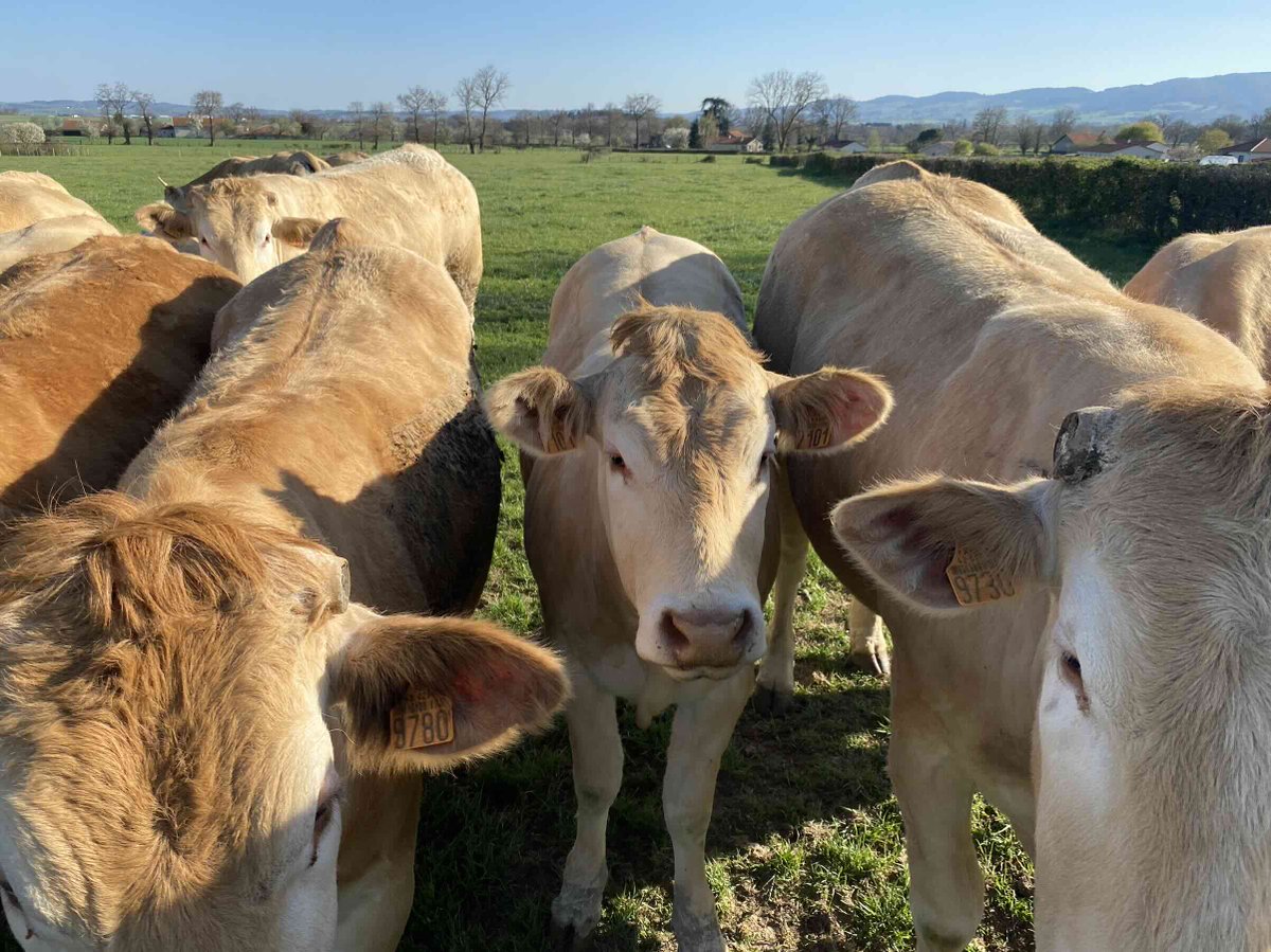 DNC : reprise des exportations de bovins à compter du 1er novembre, moyennant la mise en œuvre d’une surveillance renforcée des rassemblements bovins.
➡️urls.fr/lRL0jB
#DNC