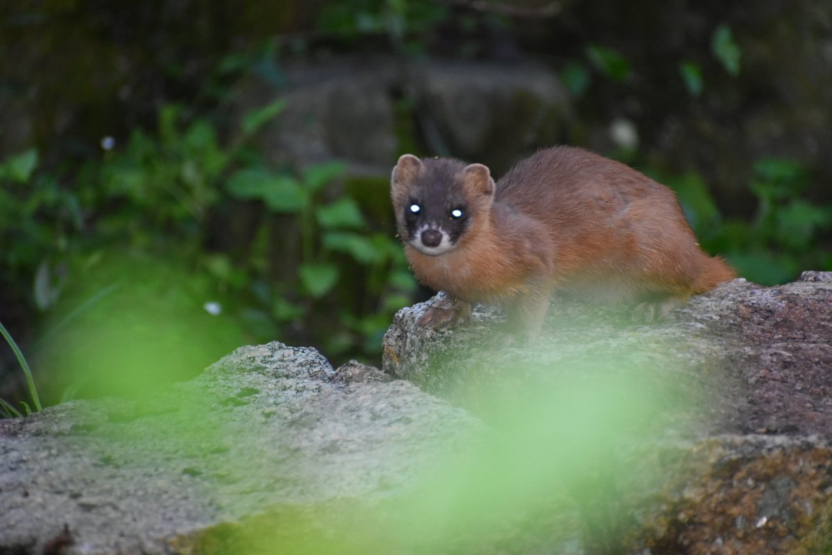 イタチ