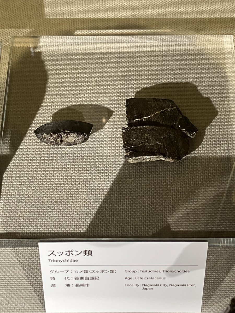 食用のスッポンは秋が旬です！
寒くなってきたので、お鍋にして食べる人もいるかもしれません😊
実は、長崎からは４つの系統のスッポン類の化石が見つかっています。
展示されているスッポンは絶滅種なので、おいしく食べることができたか分かりませんが、想像してみると面白いかもしれません！