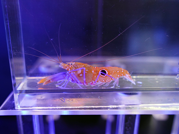 海水魚ショップ ナチュラル on X