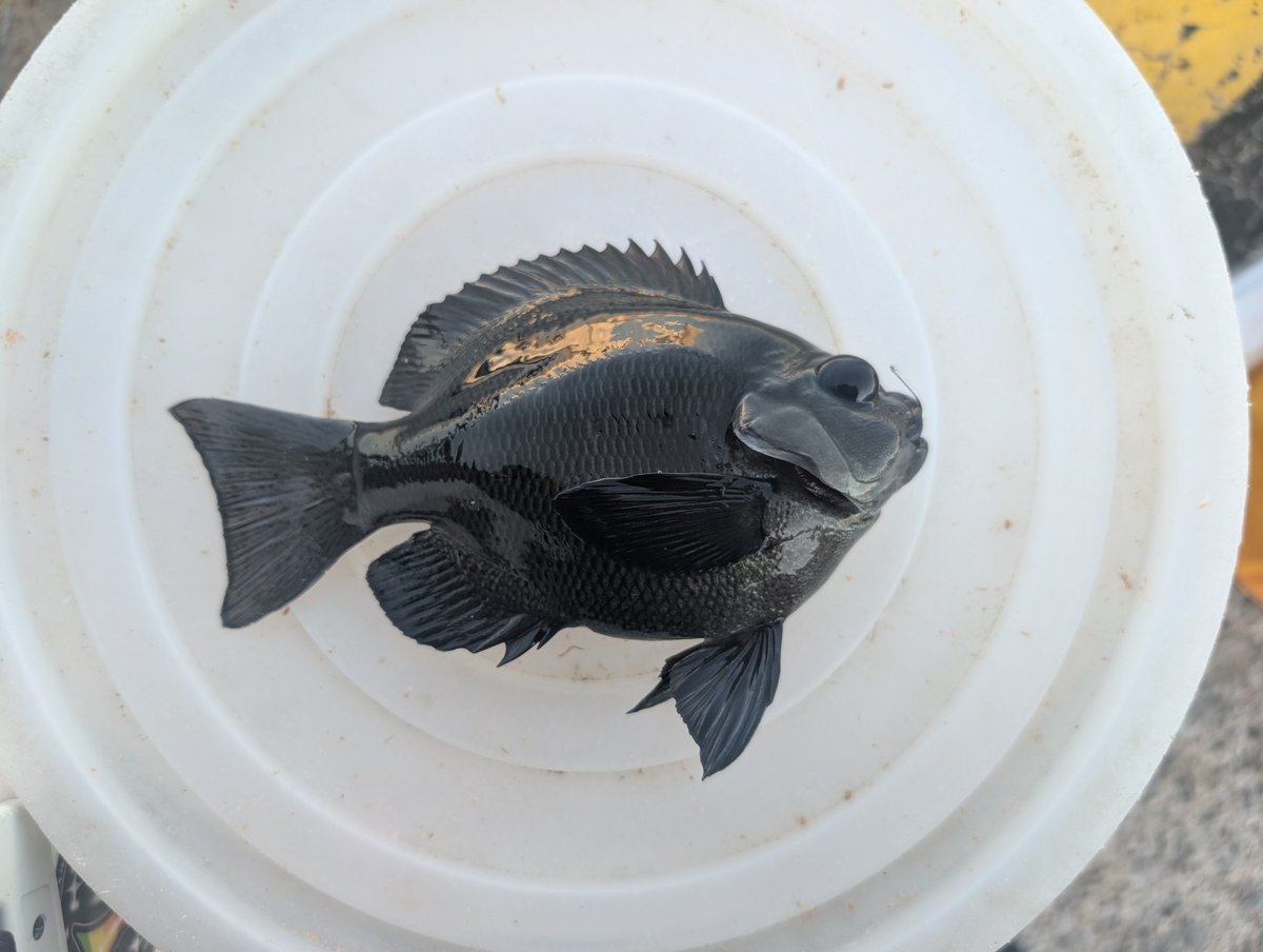 taisei_1483's tweet photo. グレダービー最終の陣夕方戦
釣れたには釣れたけど…
なんやこいつWWWWWWWW
グレと金魚のハーフ
グレキンです
と言わんばかりの魚体
 #未確認生物 
 #なんやこいつ https://t.co/blJMAYrm8i