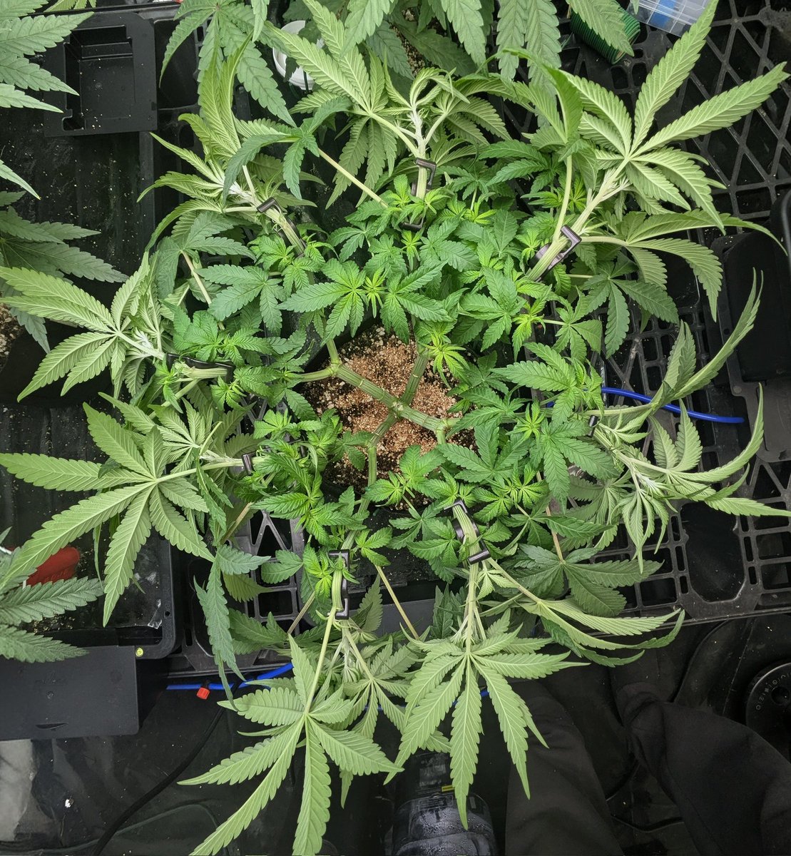 Just a little LST in the morning with some Bud Clips, opened up the inner part of the mainlined Dante's Inferno so that the lowers can have a chance to make it up to the top. Happy days growmies. <a href="/Tikimadman1/">Tikimadman</a> <a href="/theBudTrainer/">BudTrainer</a> <a href="/grandmasterleve/">grandmasterlevel</a> <a href="/AcInfinityInc/">AC INFINITY</a>  <a href="/autopotusa/">AutoPotUSA</a> #LST