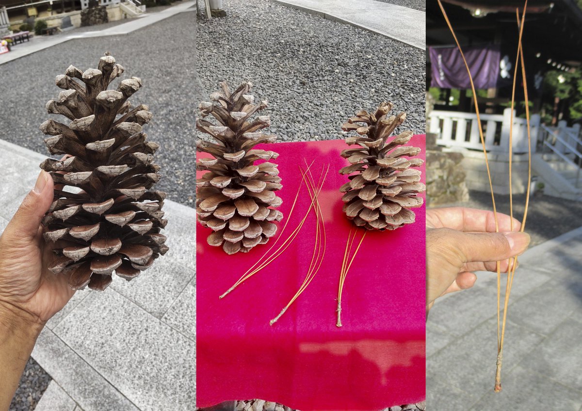 秋から冬にかけて松葉の入れ替わる時期です。境内の大王松は、松笠が