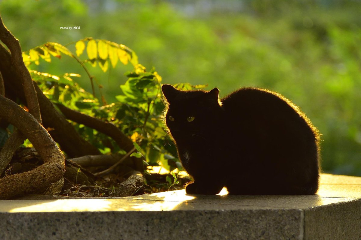 今日も今日とて日が暮れる。