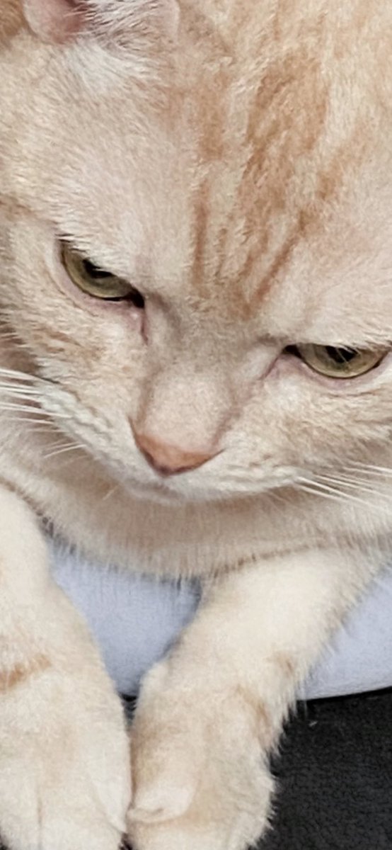 odake (@odakeno_o) on Twitter photo 