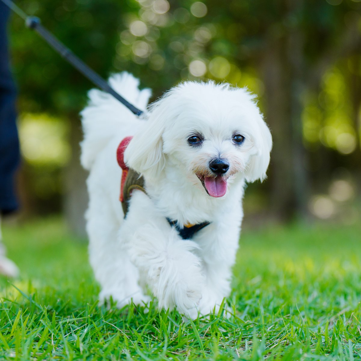 看板犬練習中のわんたんです🐶
今日も会いに来てくださったお客様が何人かおられて嬉しかったです💫なでなでしてくださった皆様、ありがとうございました！

出勤前に３時間弱お散歩に行ったのがよかったのか、今日は奥のわんたん部屋でよく寝ておりました💤
