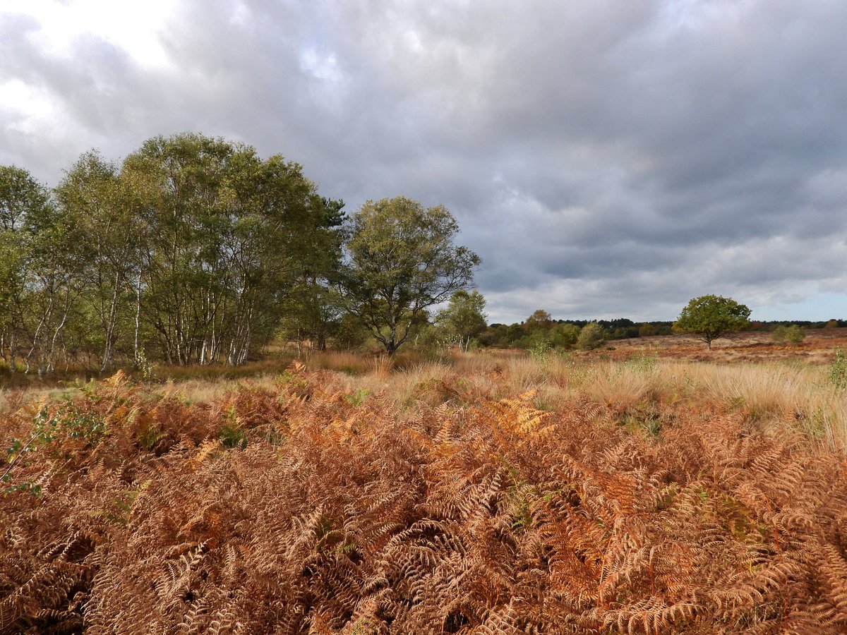 CRCuthbert's tweet image. Autumn colours on the heathland at Westleton, Suffolk, late October 2025