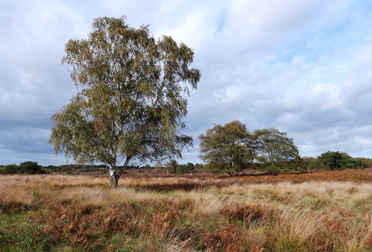 CRCuthbert's tweet image. Autumn colours on the heathland at Westleton, Suffolk, late October 2025