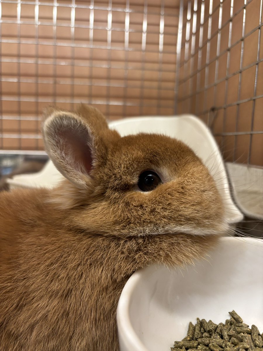 うさ子☆ 2点 たけのこ TAKENOKO ぬいぐるみ プチ森のなかま ウサギ 白 68445