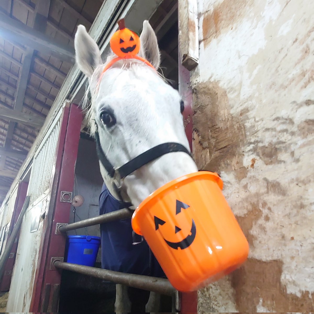 ⭐︎加奈⭐︎ カンナ@インテ8/17 4号館 ゆ58・59 (@2kanna5) / Posts / X