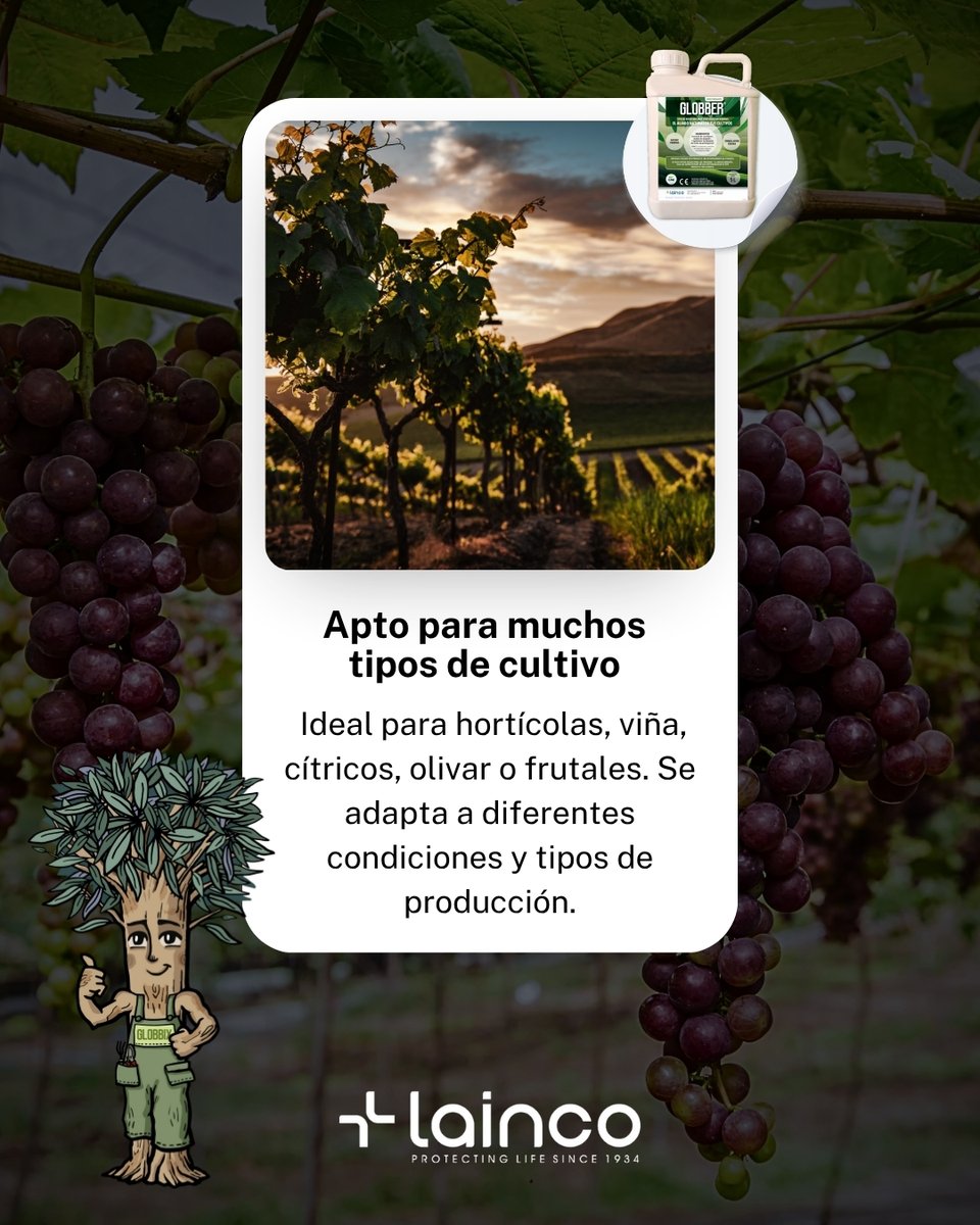 🌱 GLOBBER® optimiza tu cultivo desde la primera aplicación.
Bioestimulación real, medible y eficaz.

✔️ Más vigor desde el inicio
✔️ Mayor calidad de cosecha
✔️ Defensa natural activada

Aplicable en: viña, hortícolas, olivar, cítricos, frutales de pepita y hueso.
🌿 Resultados