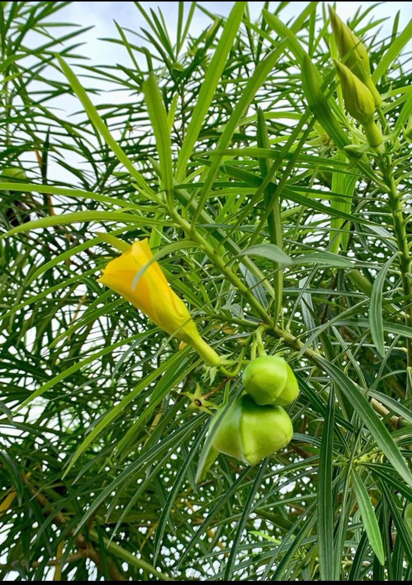 Bromeech's tweet image. #ButereHospitalLaunch
Kama unajua kale kautamu Kako kwa hii kitu weka ✅ nikufollow...