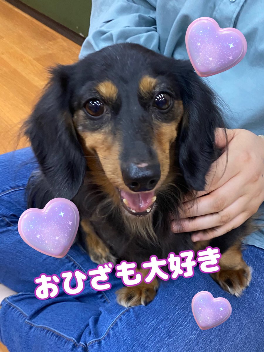 保護犬パーク長居店&トリミングサロン（ラブファイブ:保護犬