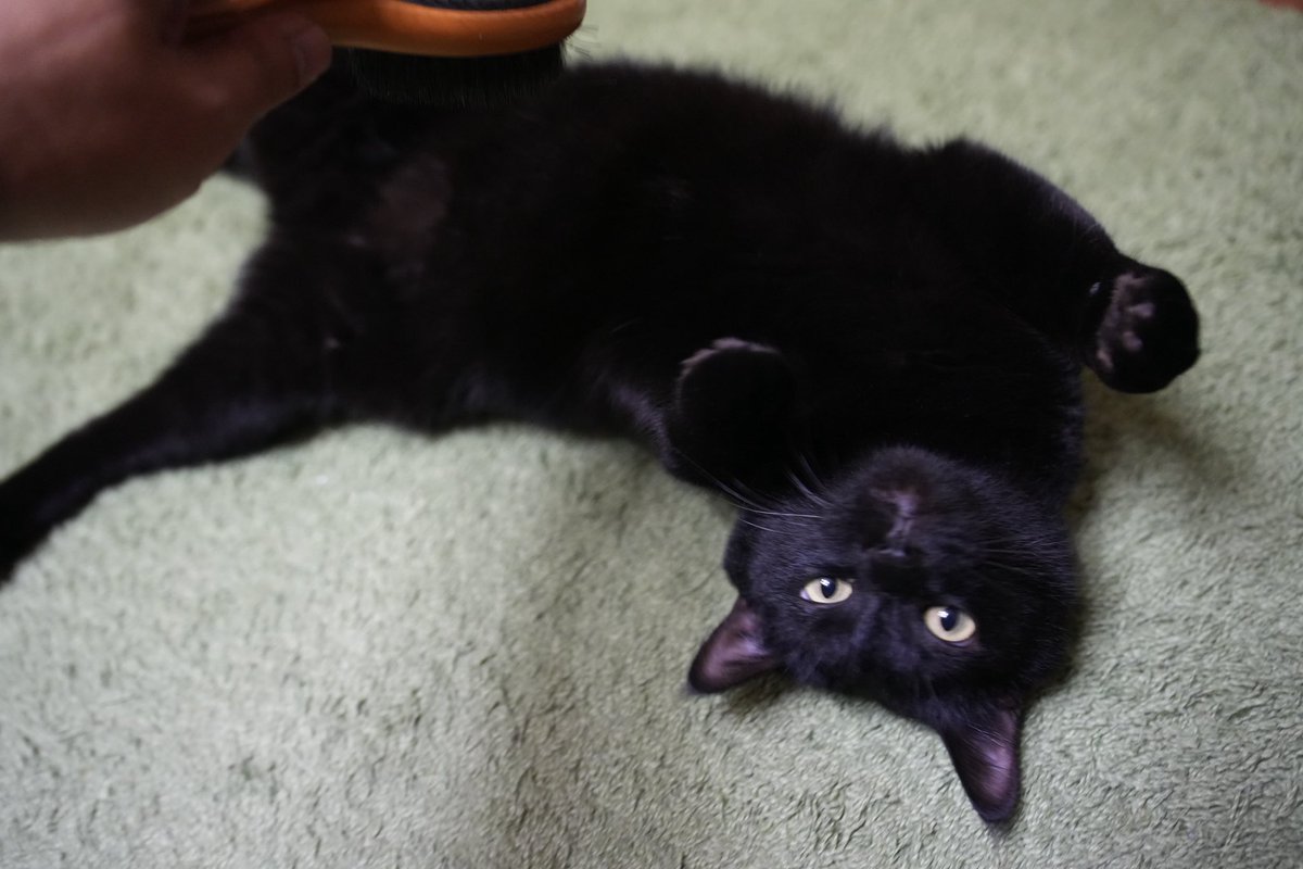 黒猫ちゃんオーダー 黒猫ちゃんオーダー