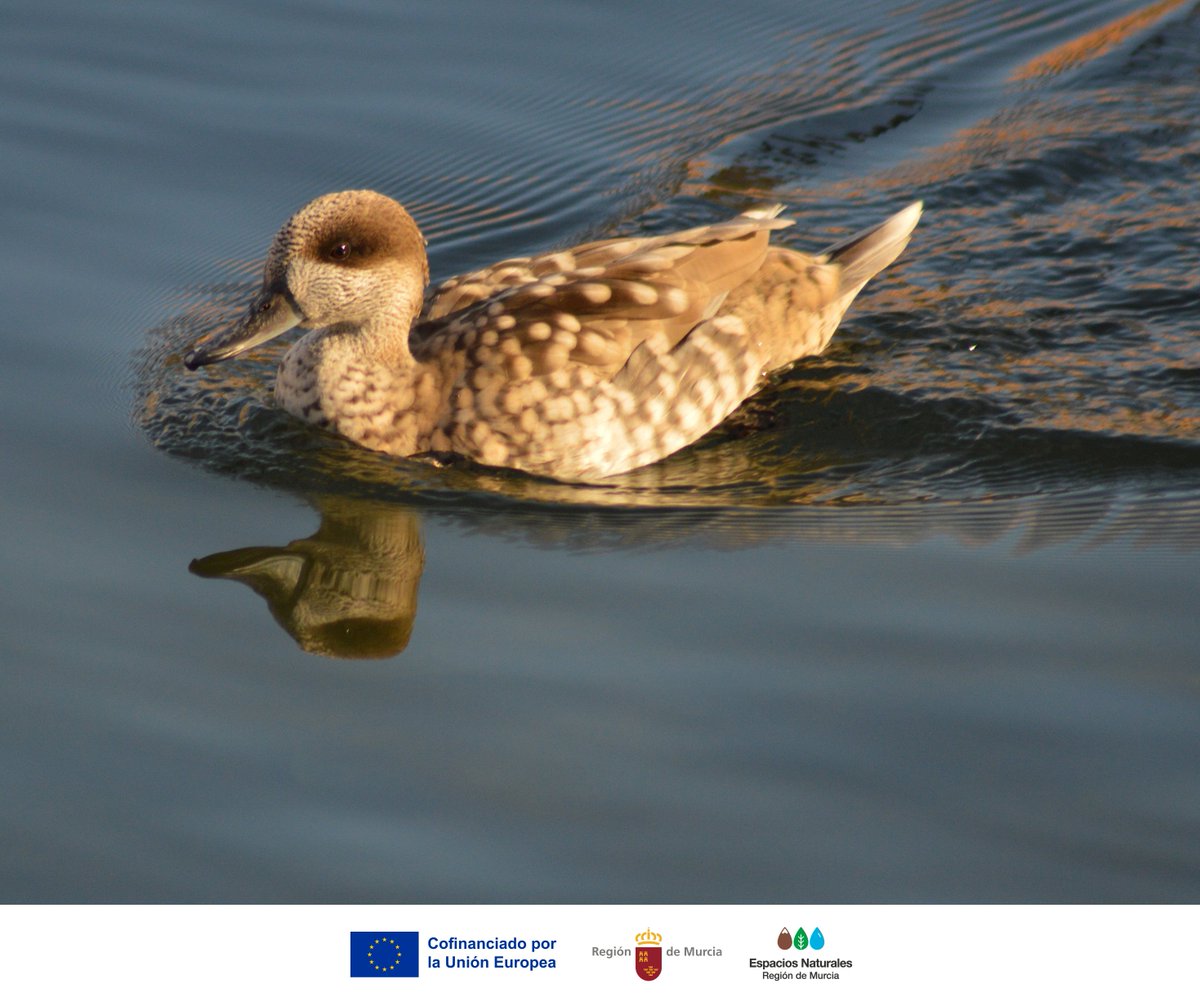 🦆 Buenas noticias para la cerceta pardilla, una de las aves más amenazadas de Europa 💚

📻 En <a href="/rne/">Radio Nacional</a>, descubrimos cómo el #ProyectoLIFE #CercetaPardilla está logrando resultados históricos: 130 hembras con pollos en 2024, la cifra más alta en 20 años ⬇️
rtve.es/play/audios/la…