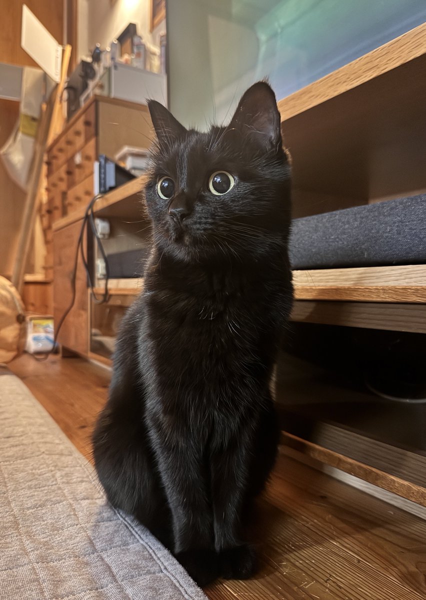 しるこま (@shirukichi_neko) / Posts / X