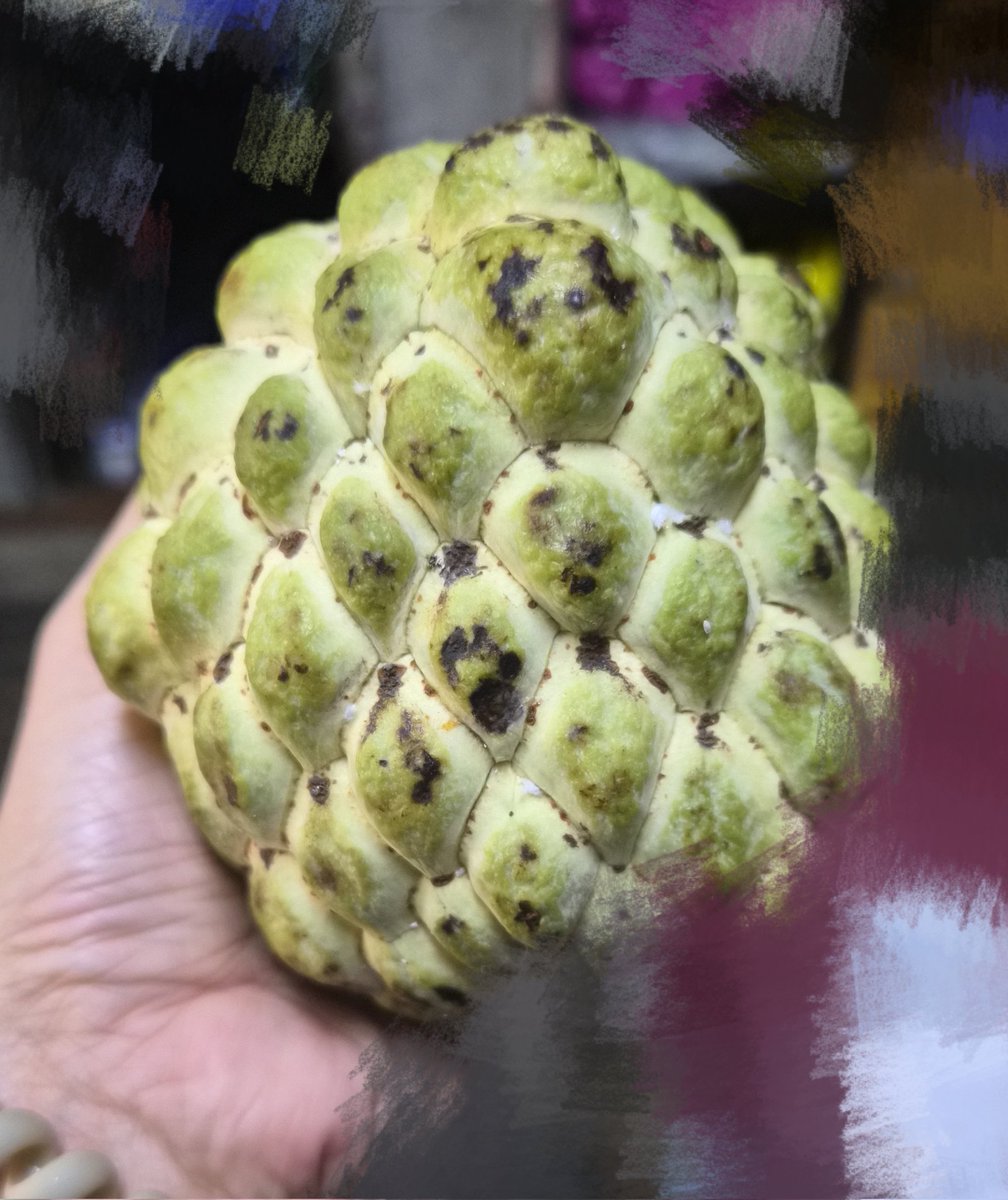 y_worra's tweet photo. บักเขียบ - จ้องหน้ากันมา 3วันแล้ว เมื่อไหร่จะสุกสักที รออยู่นะ 😊😋
#sugarapple #น้อยหน่า https://t.co/v8KArumbn1