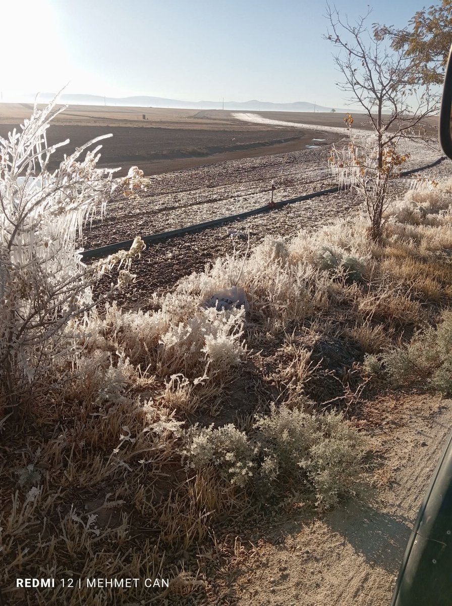 Altınekin - Dedeler bu sabah.