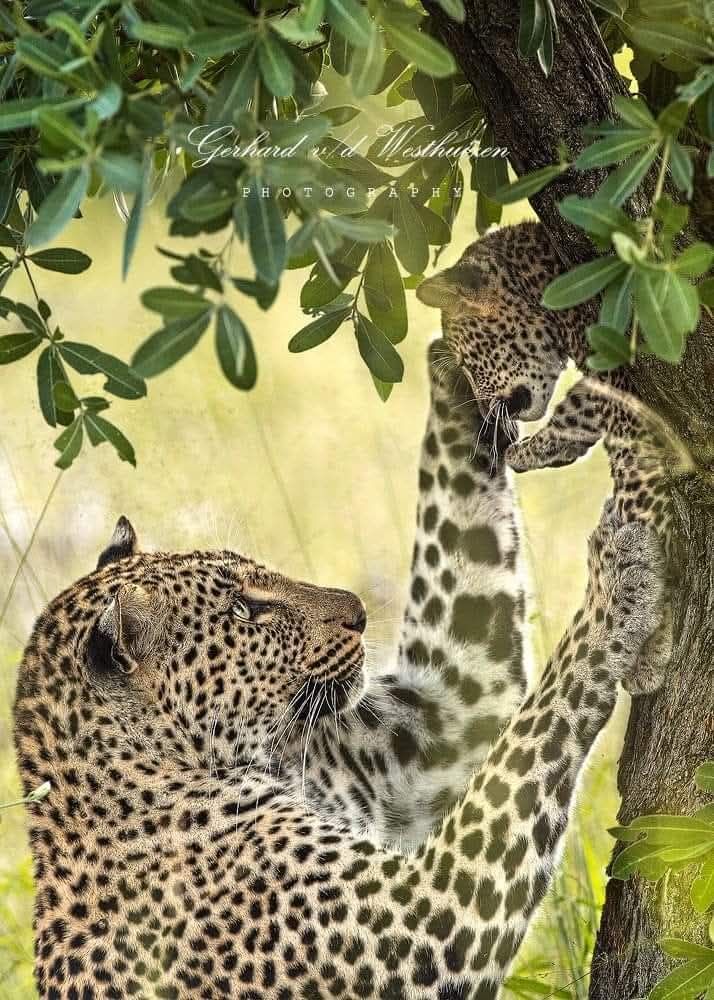 SMNK1972's tweet image. Okay come down now it's safe mums back. Tiyani &amp;amp; her cub photographed by Gerhard v/d Westhuizen Photography