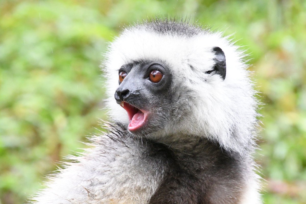 〘世界キツネザルの日〙
マダガスカル旅🇲🇬✈️の中で
1番会いたかったインドリ。
キツネザルの中で最大なんだなぁと間近で見て改めて実感しました🧐
そして残りの2枚📸はベローシファカとカンムリシファカのお写真☺️

#世界キツネザルの日  #マダガスカル  #Madagascar