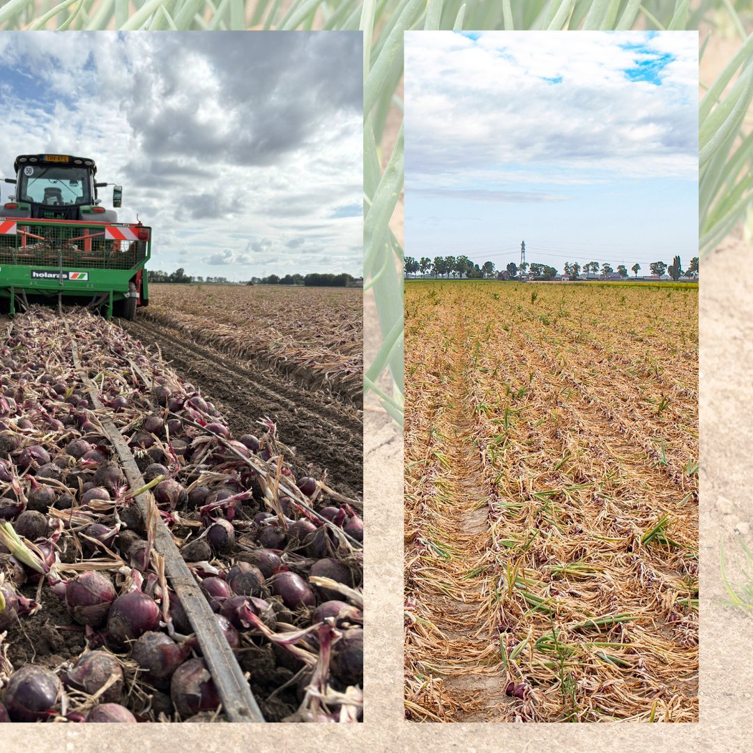 🧅Rassenfolder zaaiuien 🧅
In onze nieuwe rassenfolder zaaiuien vindt u alle eigenschappen van de beschikbare uienrassen. Maak op basis van metingen en proefresultaten de beste keuze voor aankomend jaar. Hij komt volgende week bij u op de mat of lees hem nu alvast op onze website