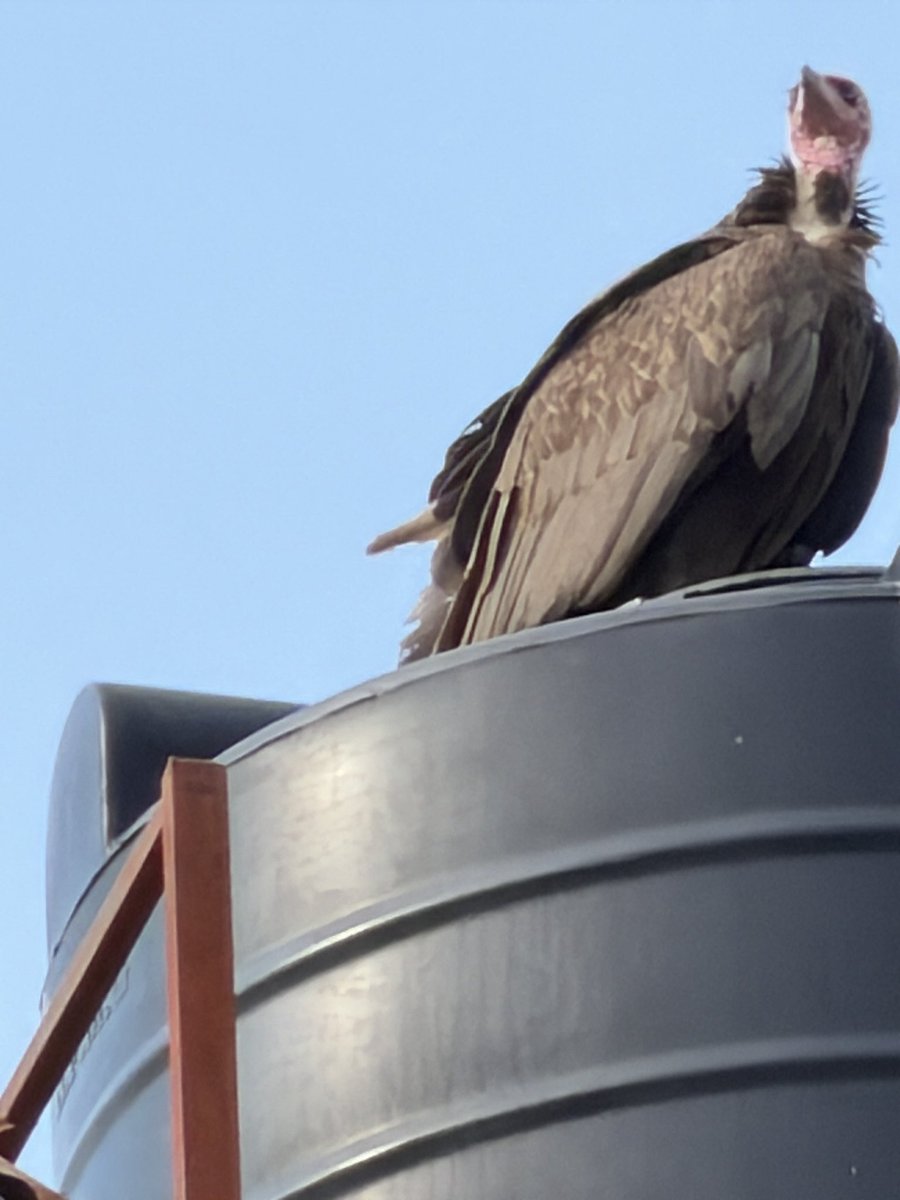 Good morning Gambia <a href="/C5R/">Cesar De La Torre</a>