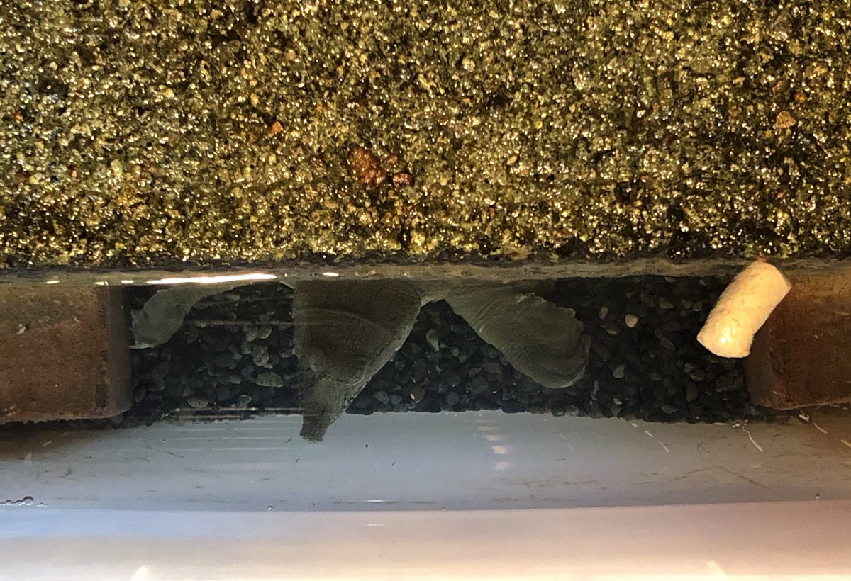 かめきちかめぞう on X