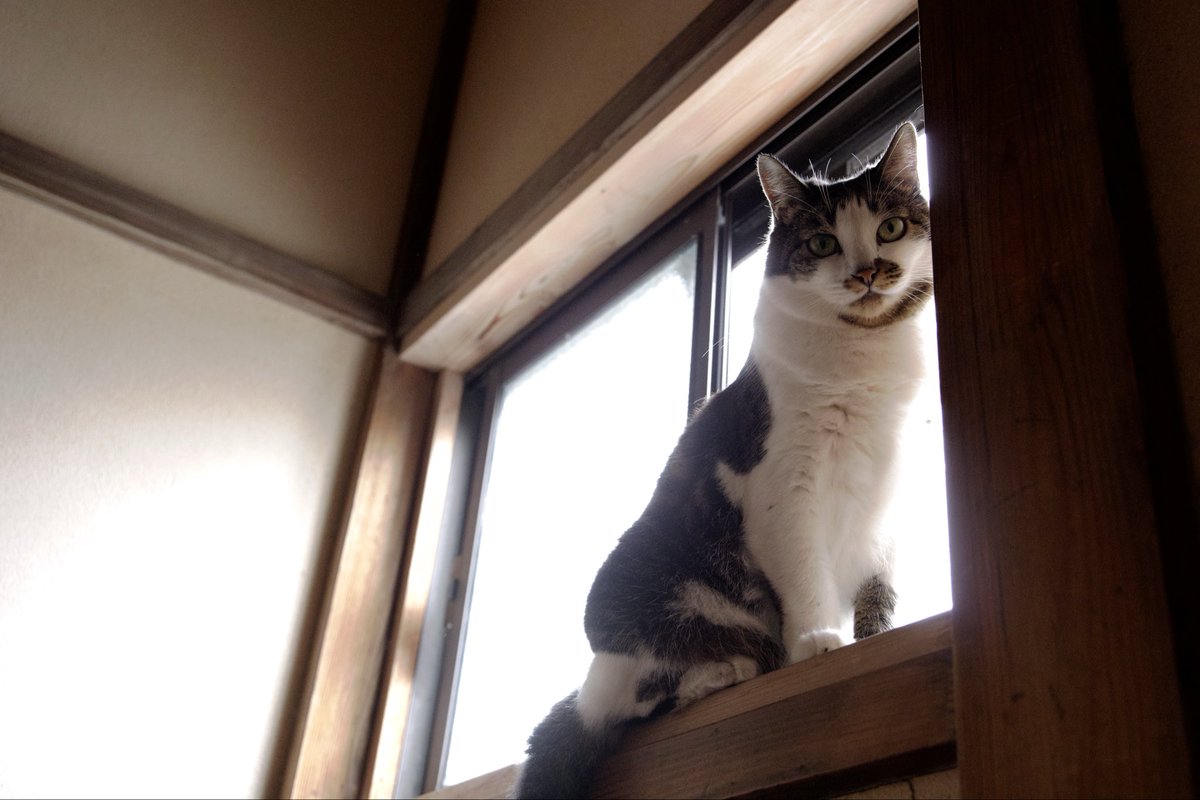 shibuhatya's tweet photo. 光る猫
#猫
#猫のいる暮らし 
#Sigma
#Sigmafp https://t.co/C3WnUQzJFc