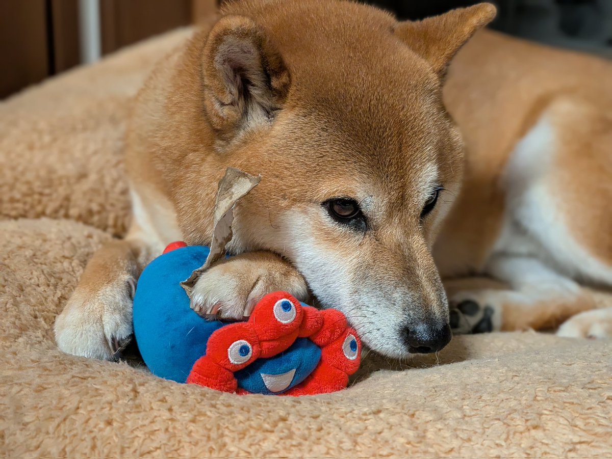 さやはるまる on X