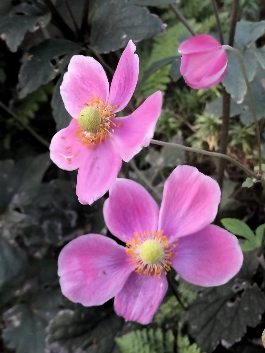 や*ぺ様 ❤️開花株❤️超レア❤️625【Ashwood】【TINKERBELL しょうゆ on X