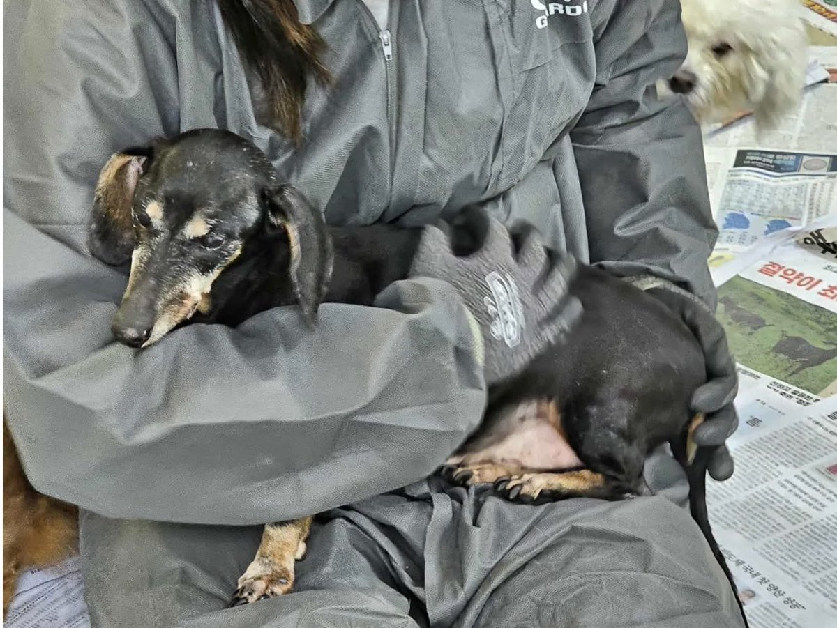 ⭐️ 🏡 Adoption Alert 🏡⭐️ 

Ozzie is looking for his forever home. 

Could you be the one to give this handsome fluffy boy  the love he deserves? 🏡🙏🏻🙏🏻

Adoption details here 👉🏻 dmtdrsg.org/post/ozzie-is-…

Or apply here 👉🏻 forms.office.com/e/vp5ENBtxtf