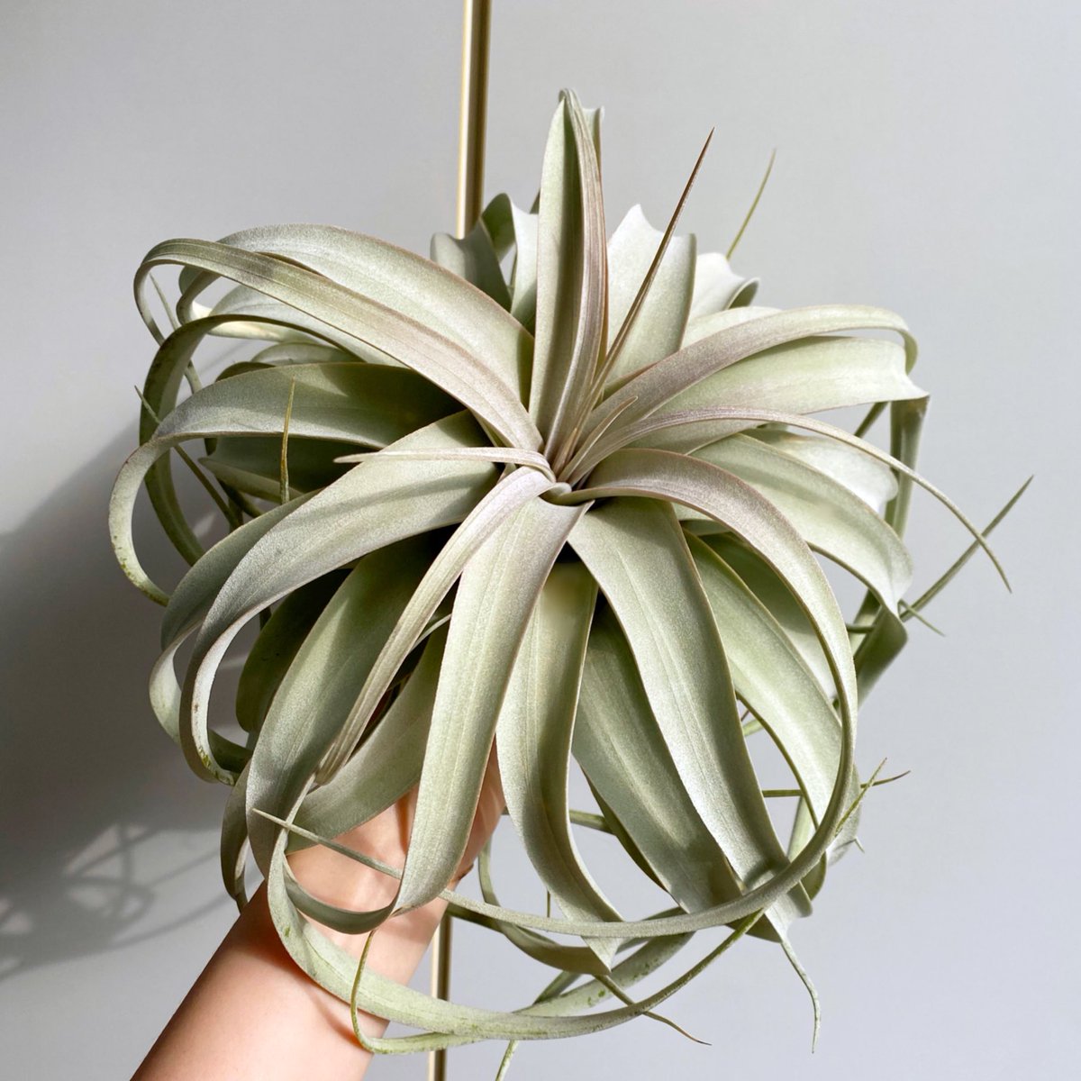 매끈하게 아름다워진 세로그라피카🥹🥹