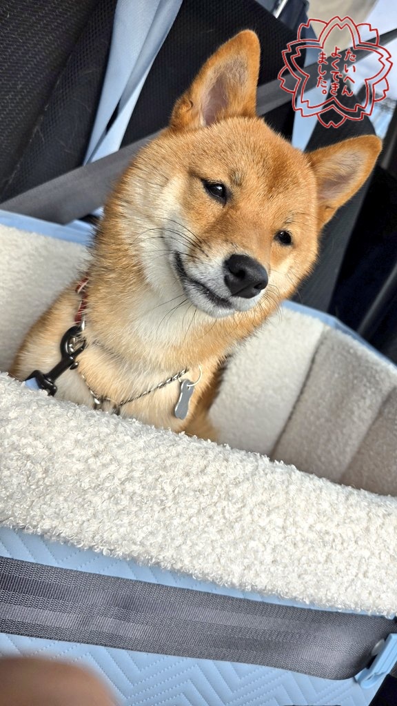 自動車 chiiko 予約】2025年発売予定TOYOTA ランドクルーザー 300-ZX 2024 グレー/LCD