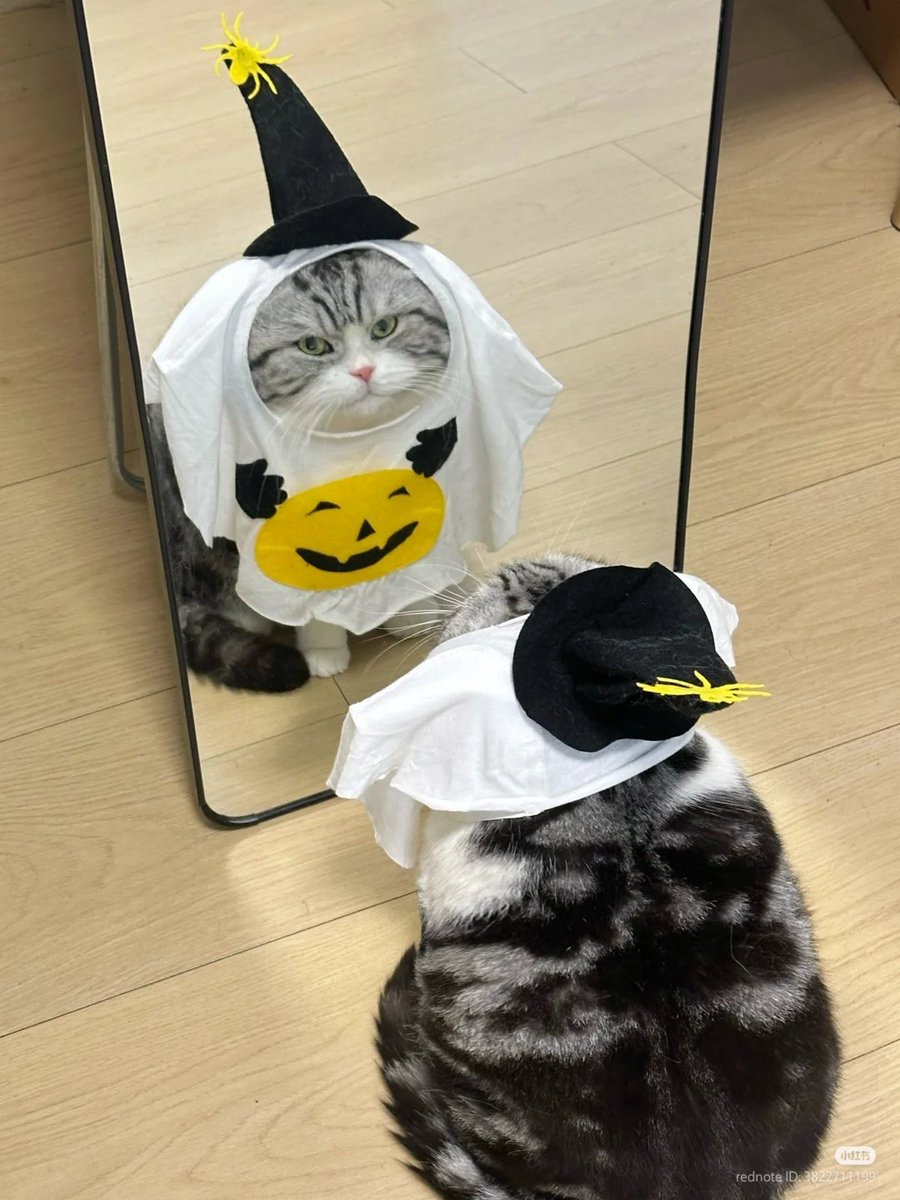 nocontextscats's tweet photo. spooky https://t.co/ufRn5SCWRR