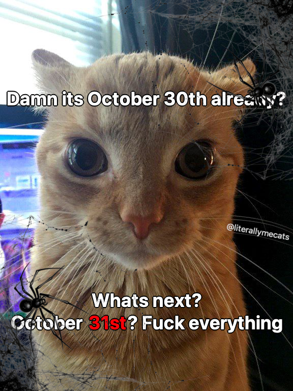 LiterallyMeCats (@literallymecats) on Twitter photo 