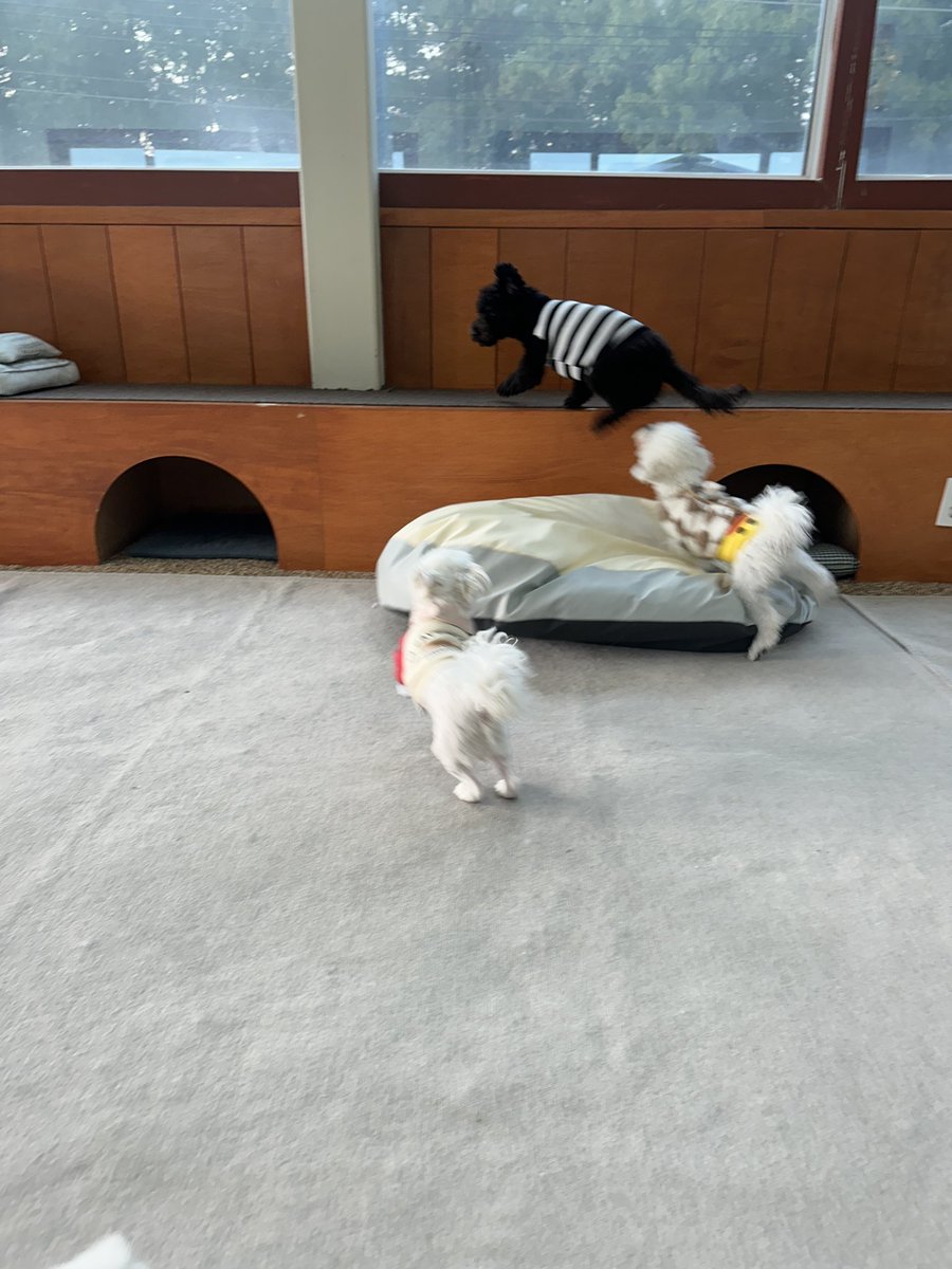 h_mongsil's tweet photo. 우리 강아지 뛰어댕기능 거 봐♡ https://t.co/86VuJtLPCr