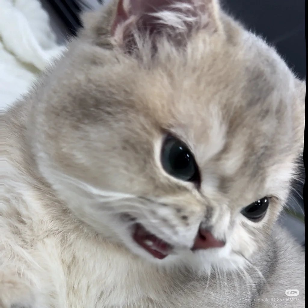 nocontextscats's tweet photo. 😡 https://t.co/2j0U5ybEt7