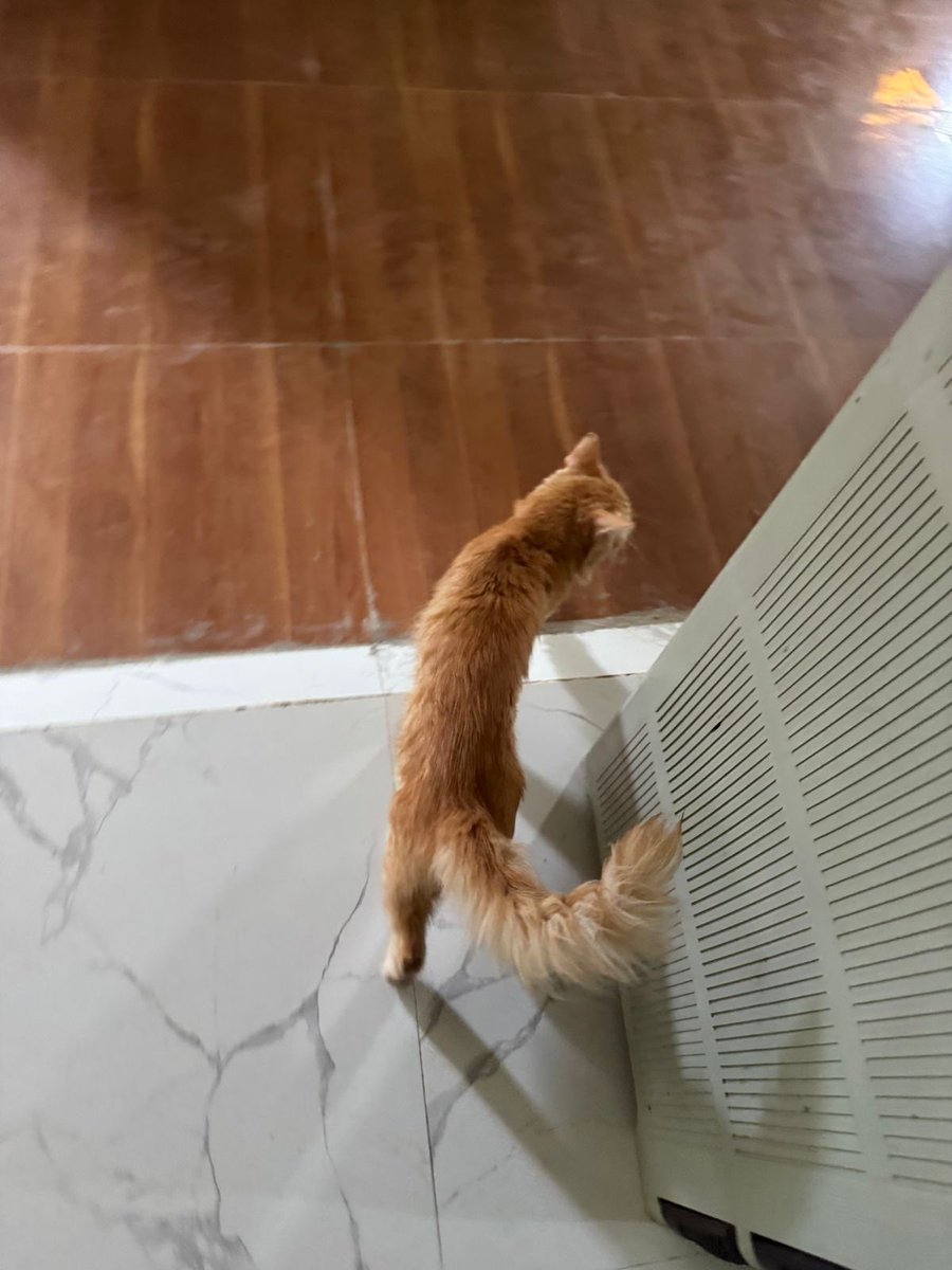 مشمش يسلم عليكم من بيته الجديد في الـ 🇵🇭❤️

#volunteer_peace_group