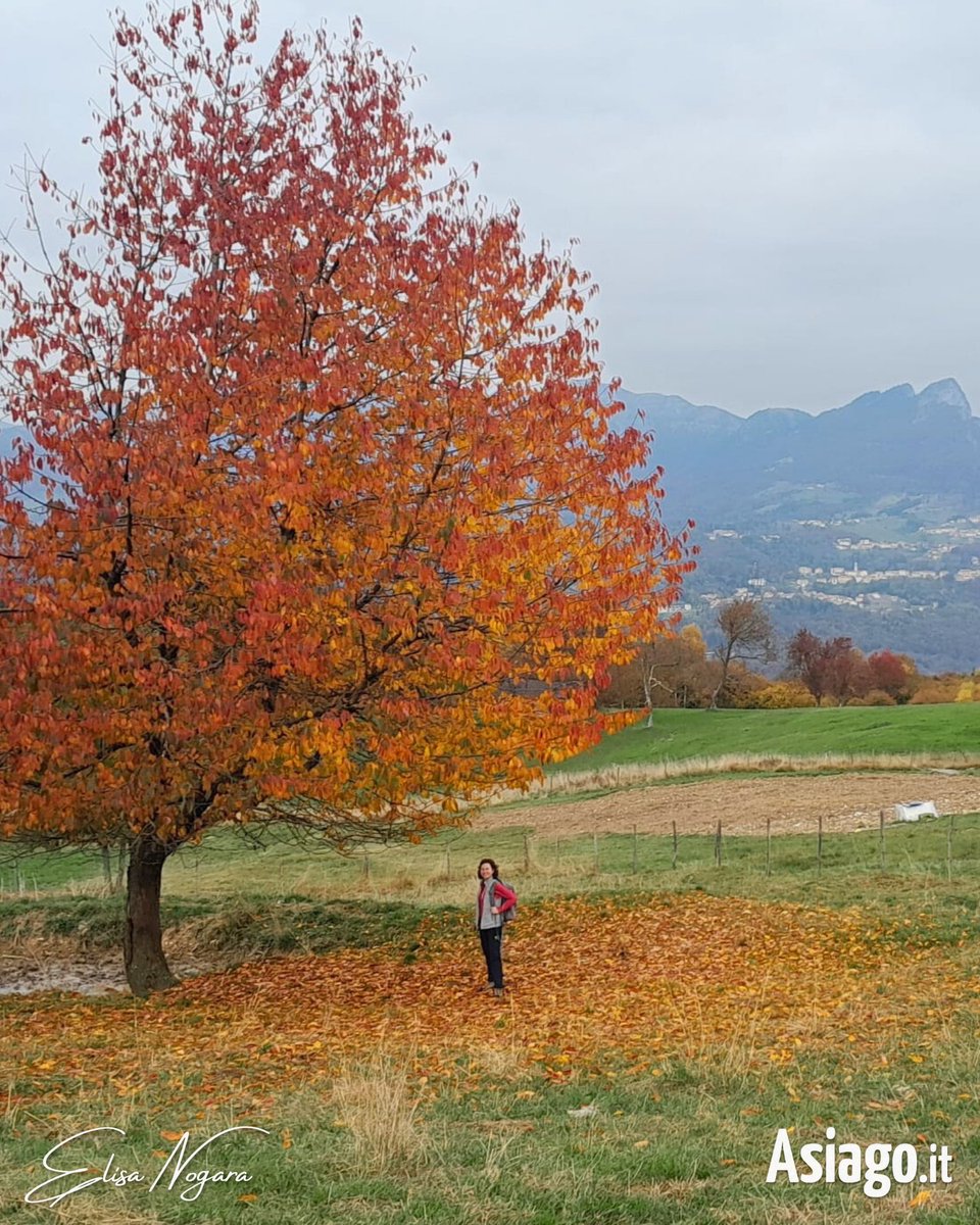 AsiagoIt's tweet photo. Il cielo è grigio, ma a terra… è un’esplosione di colori! 🍁🍂
Buongiorno amici! 🙂 Avete presente quel fruscio sotto i piedi, insieme al profumo di legno e terra bagnata? A noi fa impazzire! 😊
📷 19/10/25, #TrescheConca #Roana
#Asiagoit #altopianodiasiago https://t.co/TJGp6QikDY