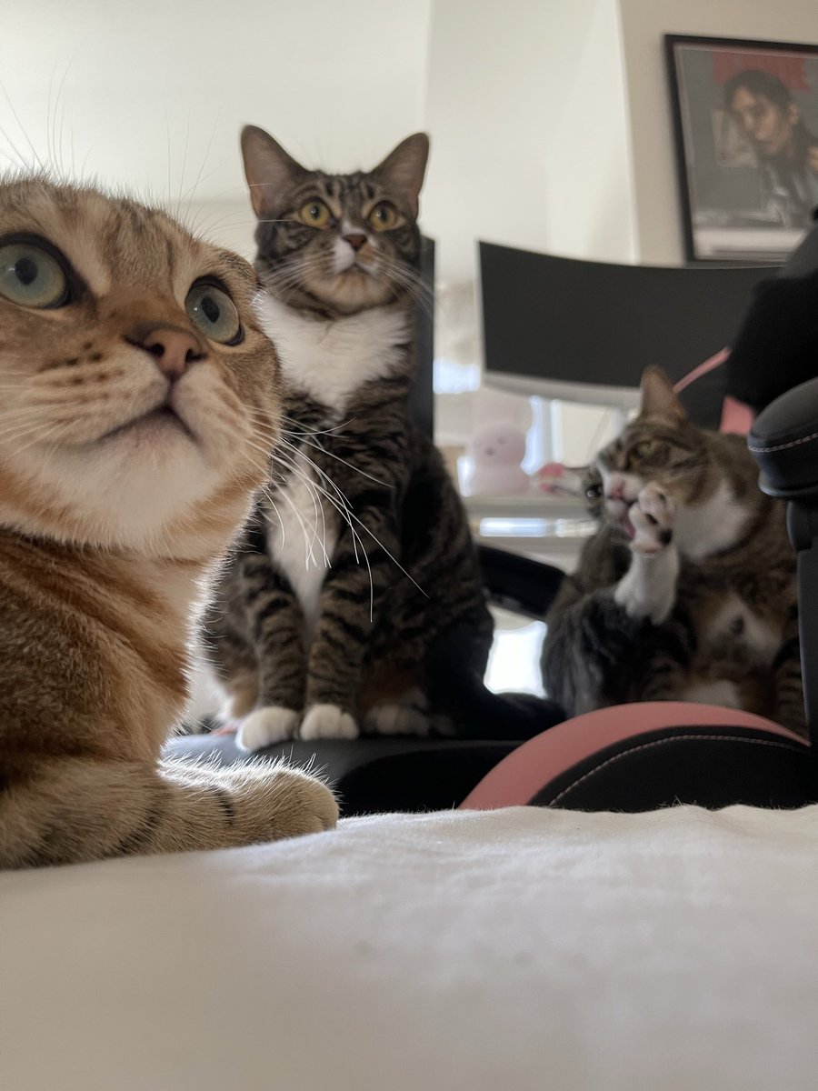 happy national cat dayyy