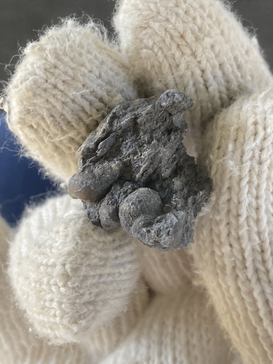 黒色巻貝型化石 約15cm 黒色巻貝型化石 約15cm