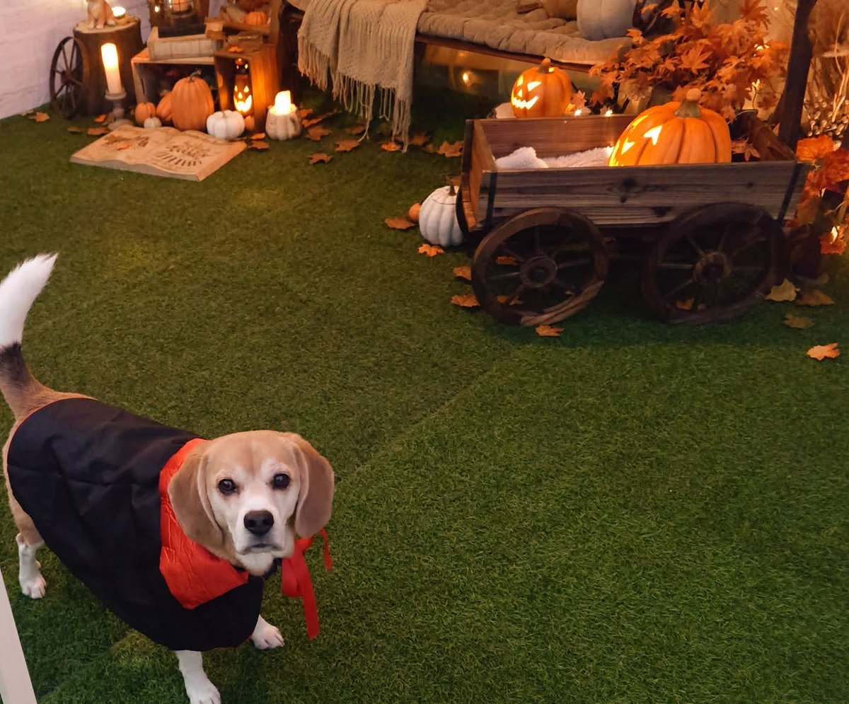 みんな見て～🎵

仲良し楓太君ちのハロウィンの飾り付け見に行った。

すごいじゃない、これお店のディスプレイ級だよ😳
しかも黒マントまでそらに着せてくれた😊

何をやってもプロ。
楓太君パパは何者なのか🤔