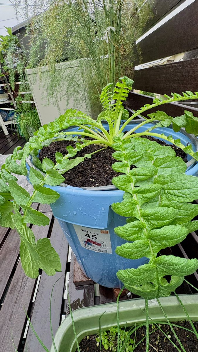 ぽたろうの家庭菜園HACK on X