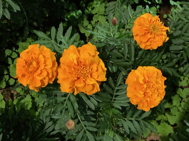 フレンチマリーゴールド