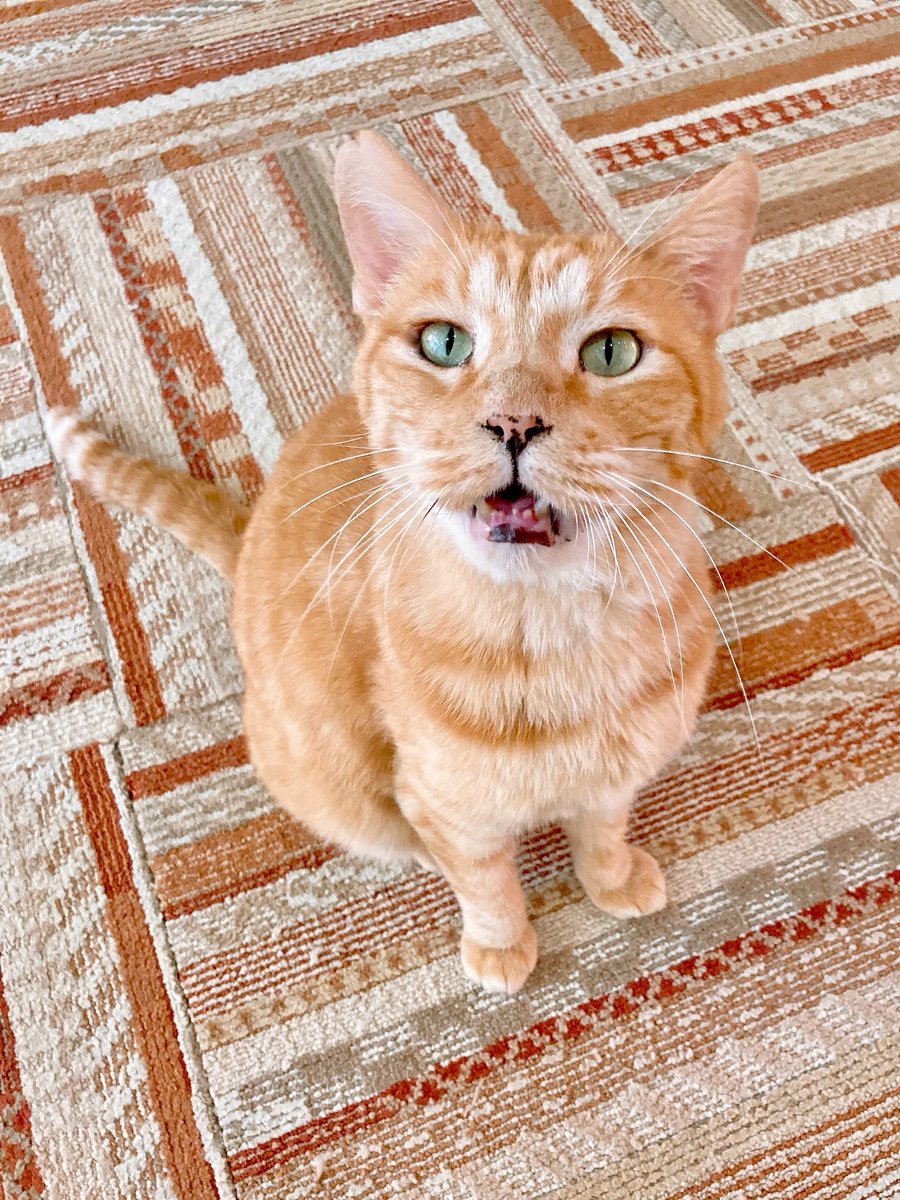 関東猫商会‼️ 関東3店】譲渡型猫カフェ にゃんくる on X