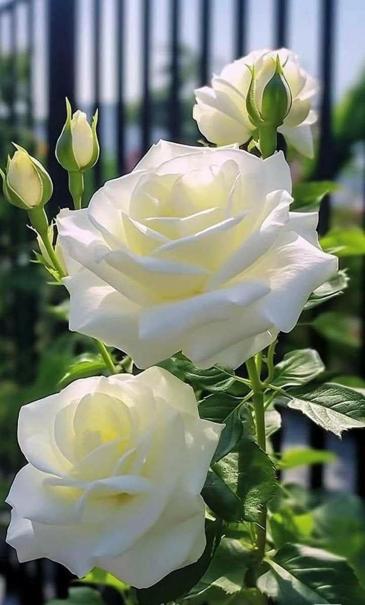 السعادة مُعديَّة، فخالط السُعداء..تسعد

.
.
.
#صباحيات