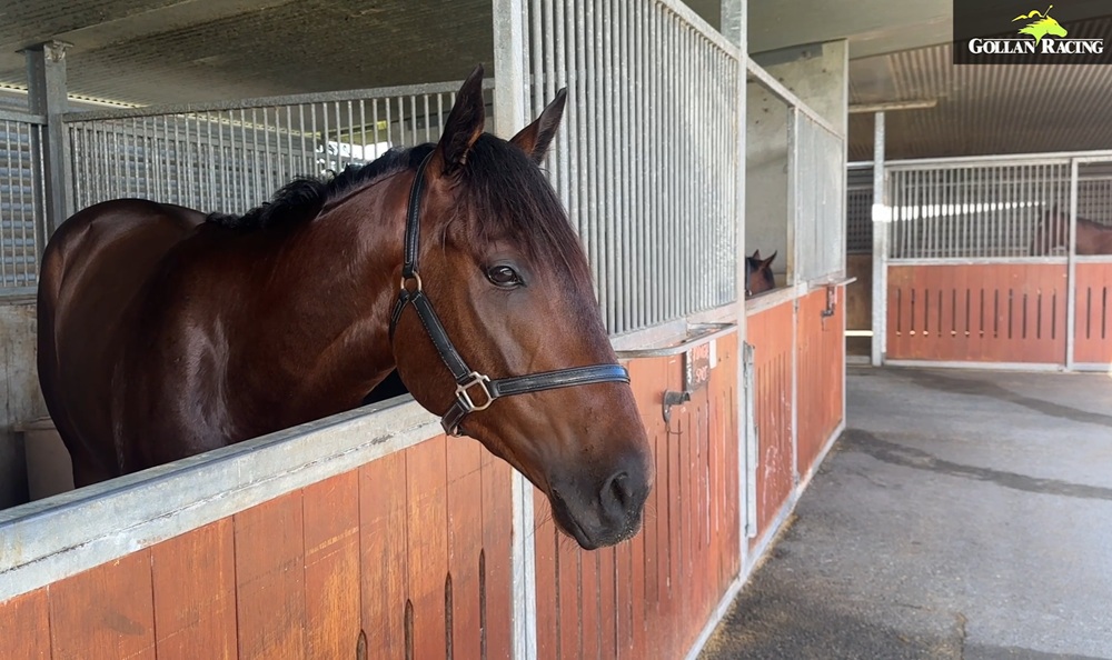 THE FINAL GALLOP
🎙️ Tony Gollan &amp; Claire Bird
▶️ vimeo.com/1131960808
⏰ Saturday
📍 Eagle Farm
🐴 Zou Big Boy
🐴 Midnight Spirit 📸
🐴 Forgotten Spirit
🐴 Before Anyone Else
🐴 Spirit Of Barty
🐴 Hurts So Good
🐴 Exceed Speed
🐴 Blazen Boots
🐴 Surprise Honey
🐴 Blue Spinel