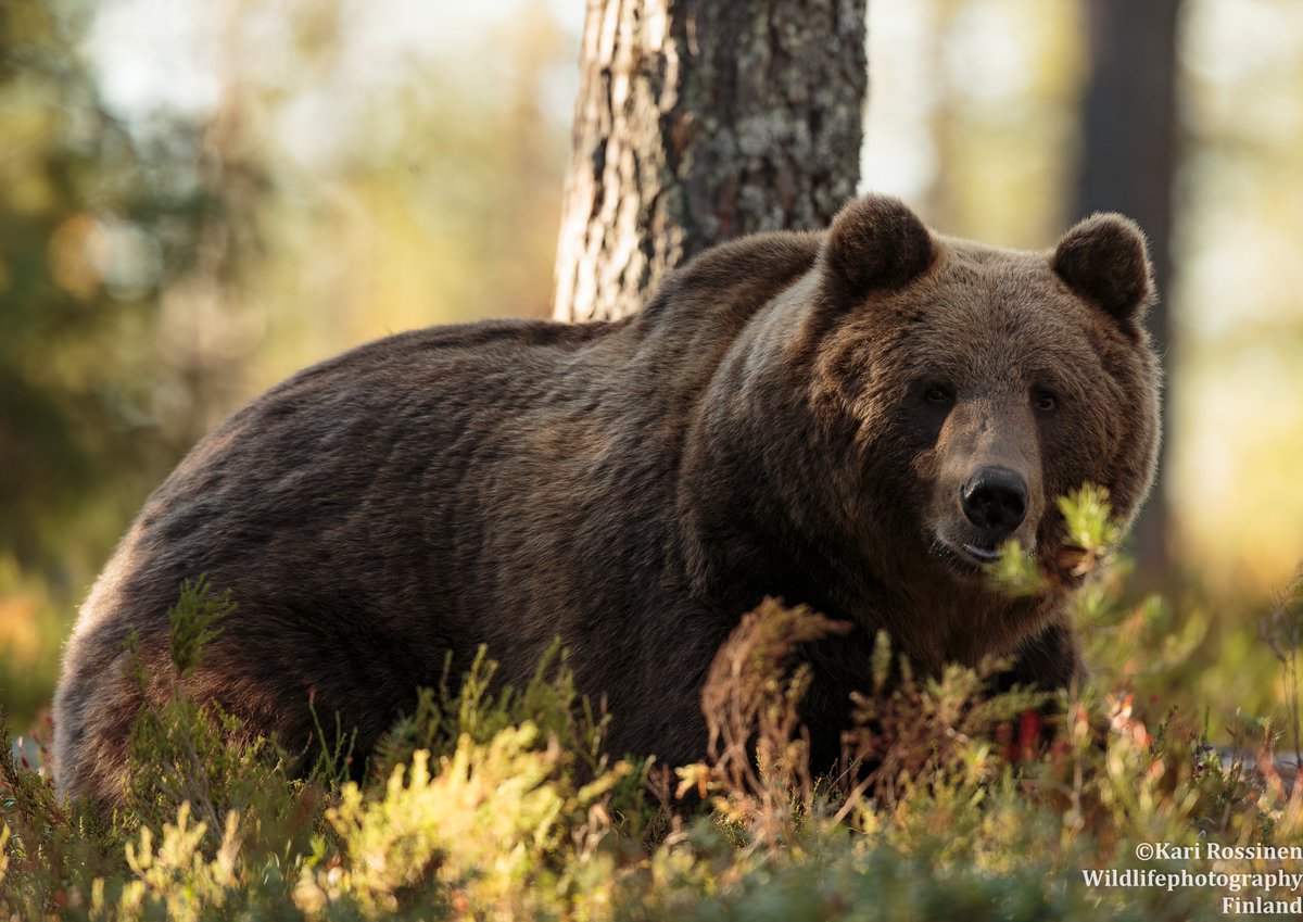 Karhu makaamassa kuivassa kanervikossa mäntykankaalla, auringonlaskussa.