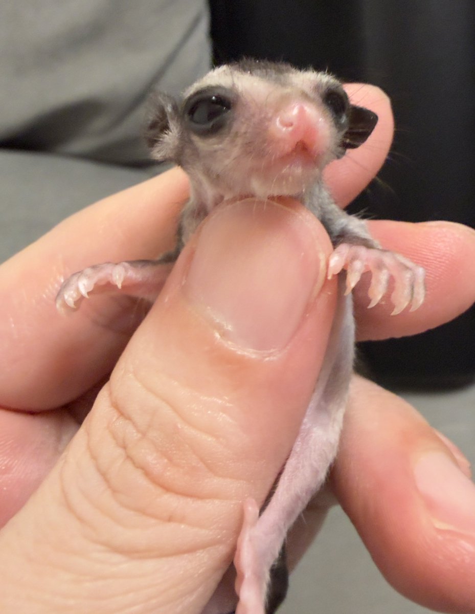 matubiz's tweet image. 育児放棄にあって人工飼育しているフクモモちゃん。開眼してくれました。まだまだ油断できませんがかわいくてキュンキュンしてます😍